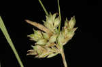 Cedar sedge